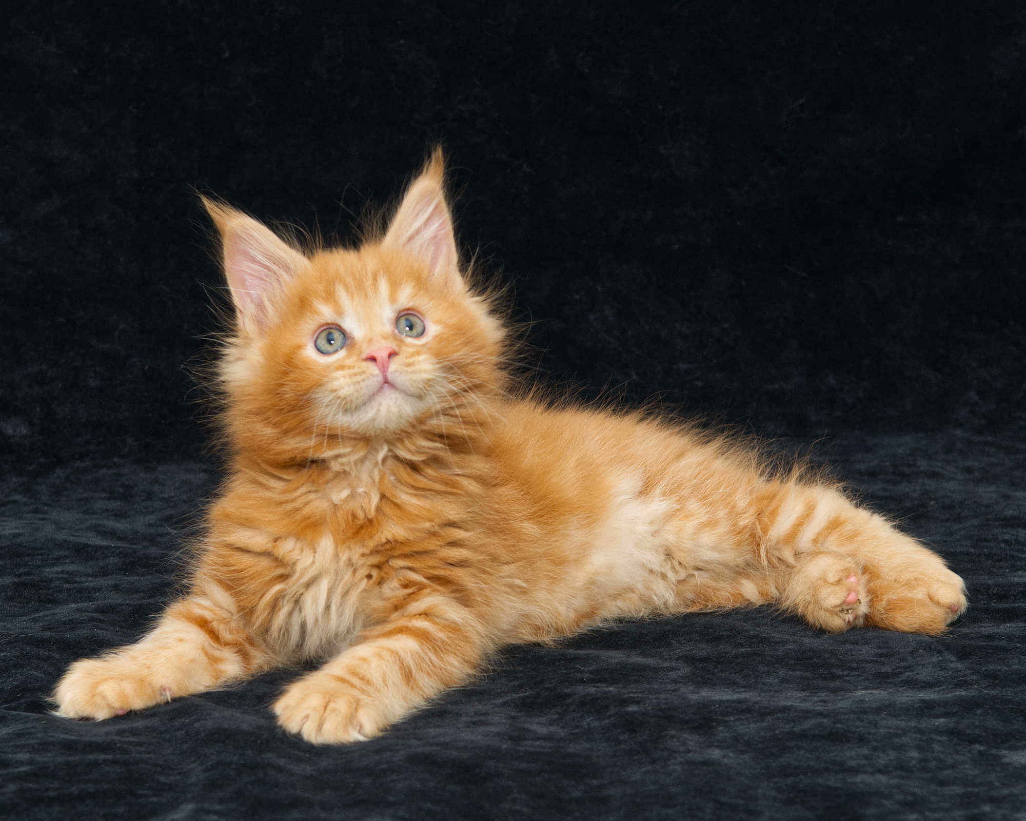 DLuxxy Maine Coon kitten Gunner at 7 weeks of age