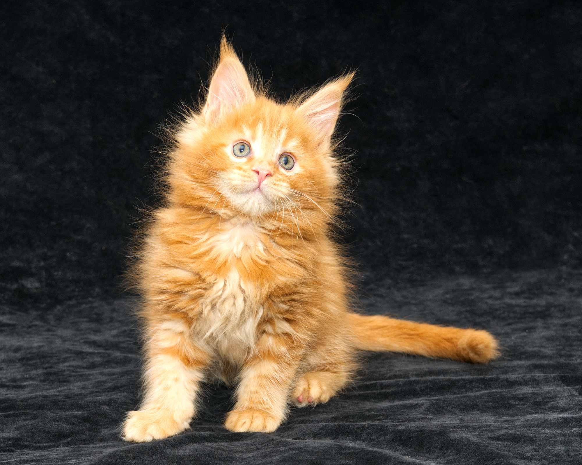 DLuxxy Maine Coon kitten Gunner at 7 weeks of age