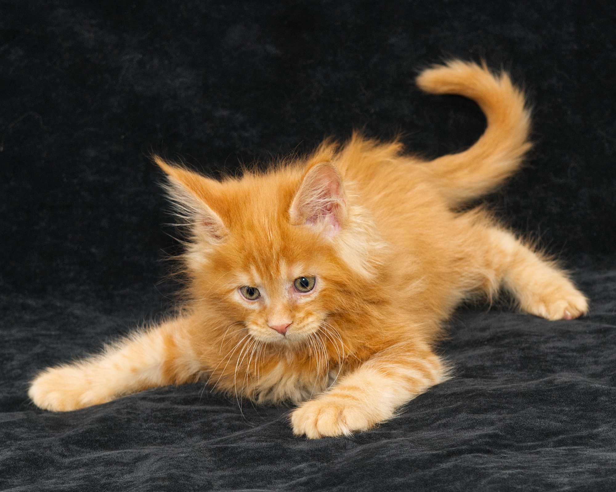 DLuxxy Maine Coon kitten Gunner at 7 weeks of age