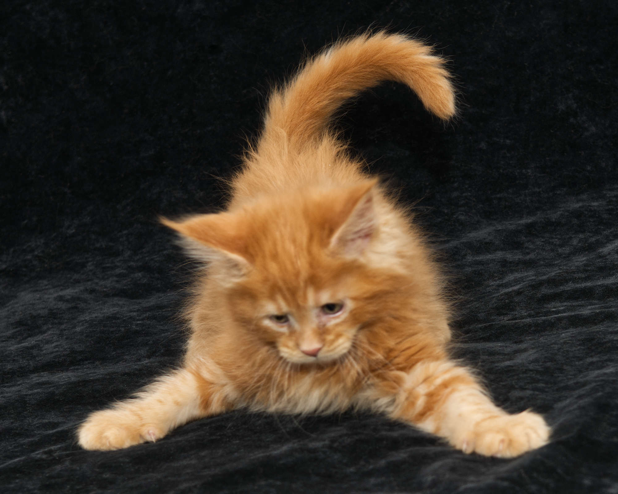 DLuxxy Maine Coon kitten Gunner at 7 weeks of age