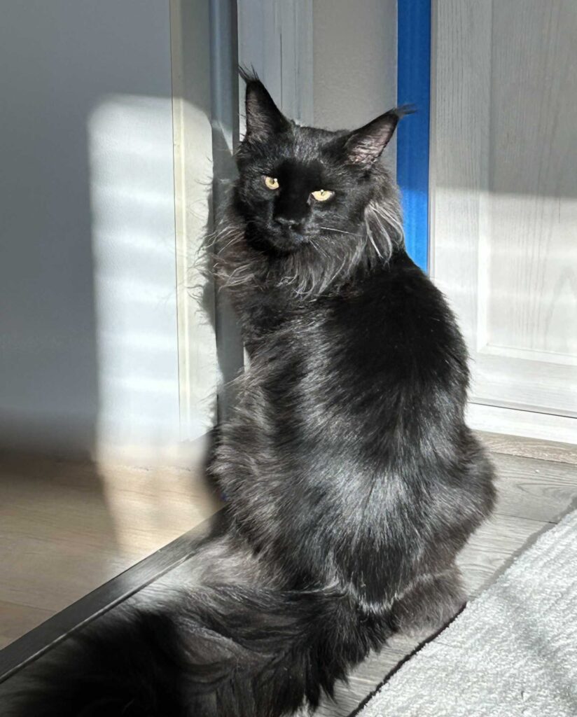 DLuxxy Maine Coon kitten Leni at 9 months
