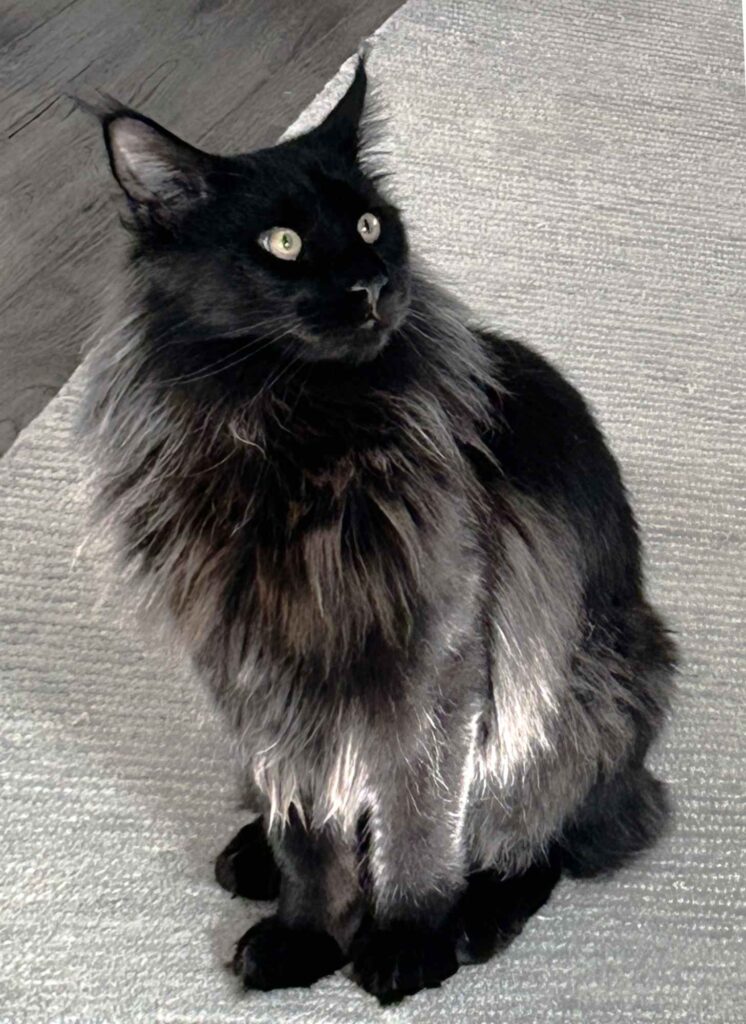 DLuxxy Maine Coon kitten Leni at 9 months