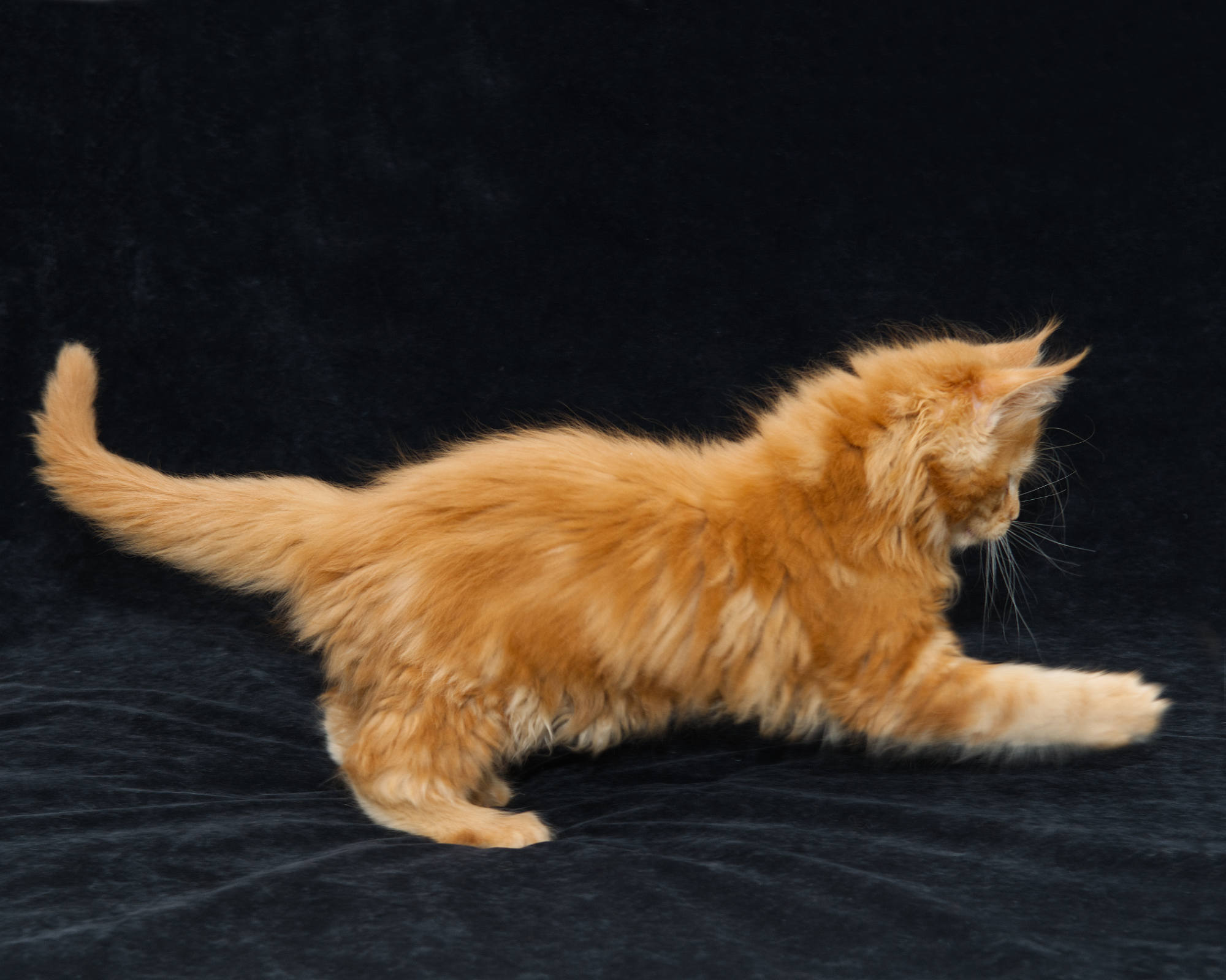 DLuxxy Maine Coon kittens, Tundra at 7 weeks