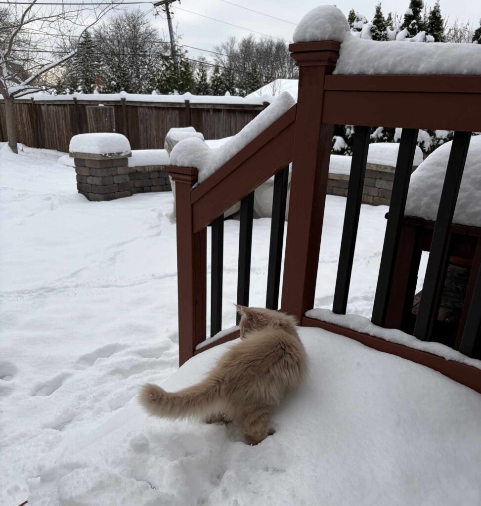 DLuxxy Maine Coon kitten on the snow