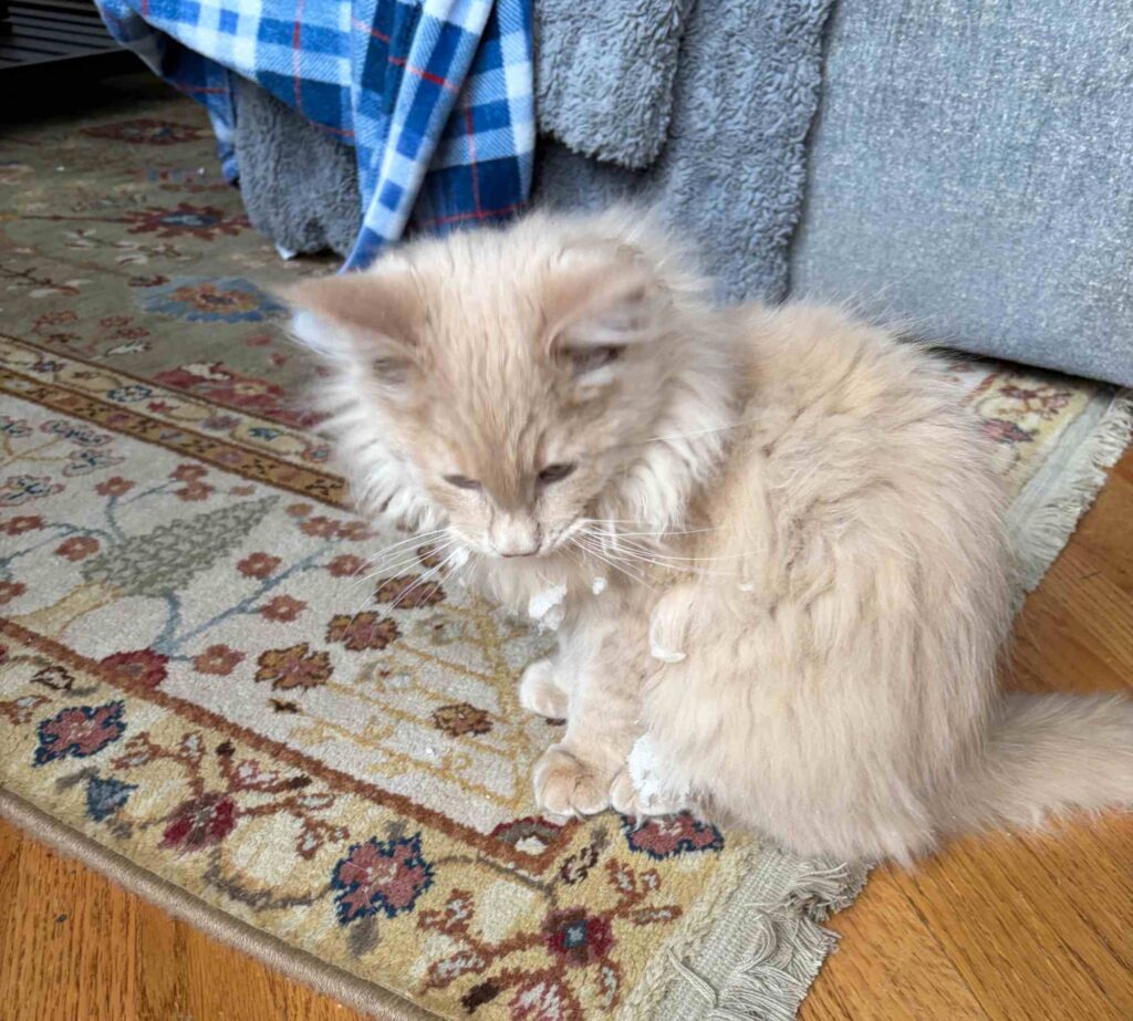 DLuxxy Maine Coon kitten