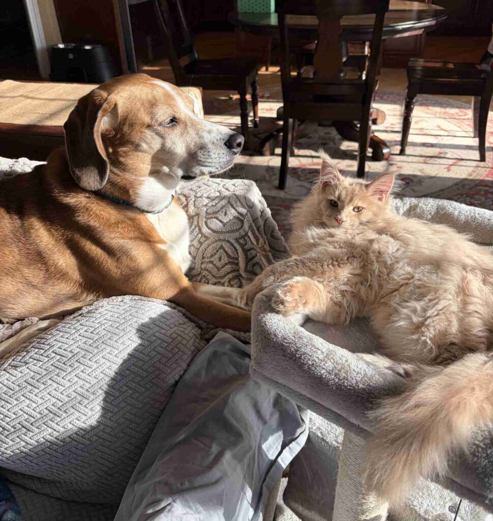 DLuxxy Maine Coon Louie with his canine pal Cooper