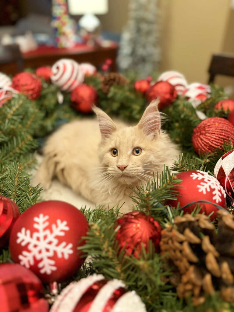 DLuxxy Maine Coon kitten surrounded by Christmas ornaments