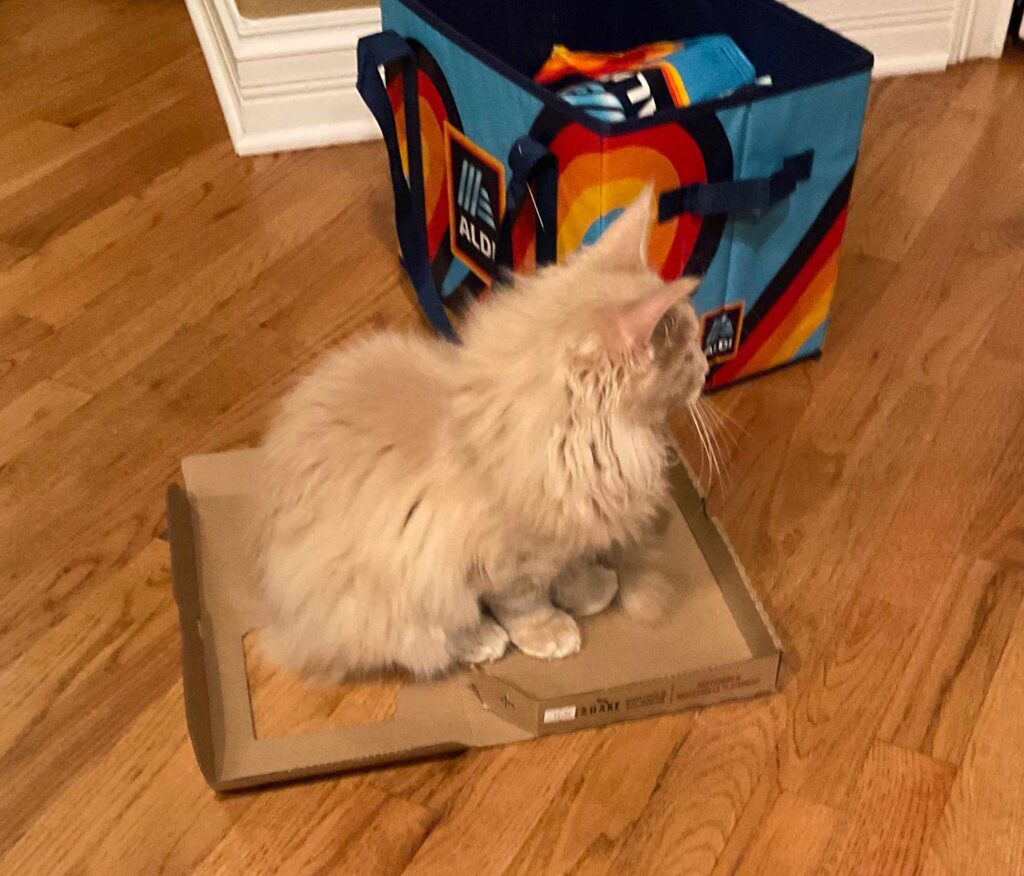 DLuxxy Maine Coon on a square box.