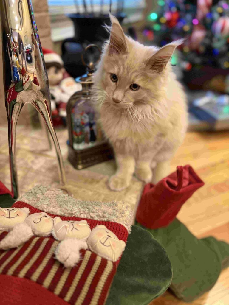 Cream DLuxxy Maine Coon receiving Christmas gifts