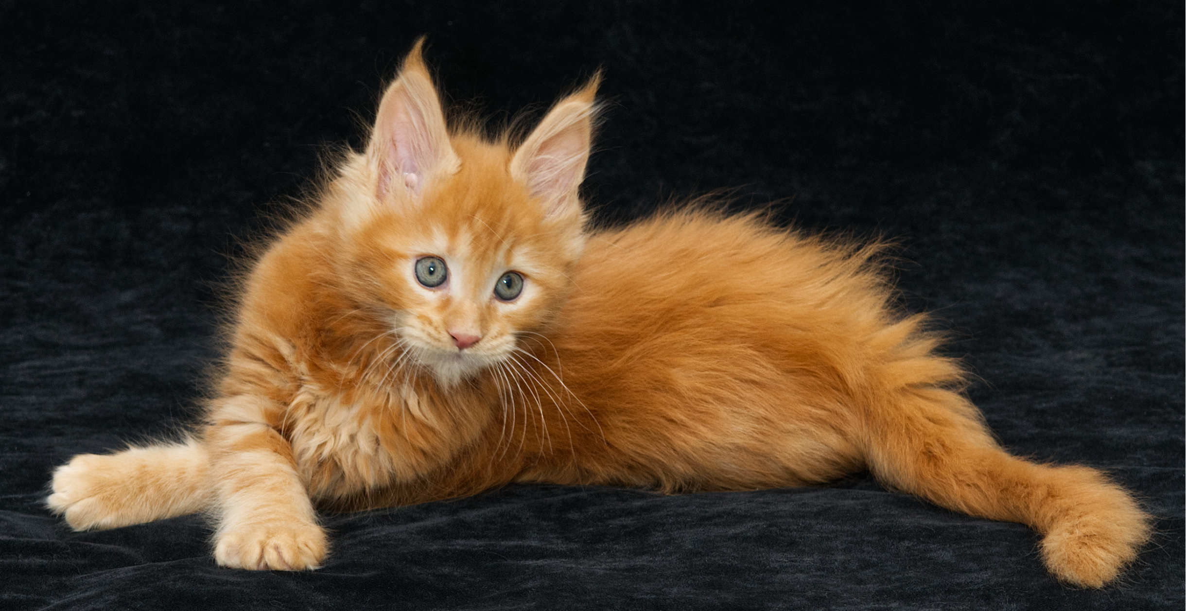 DLuxxy orange Maine Coon kitten Elara