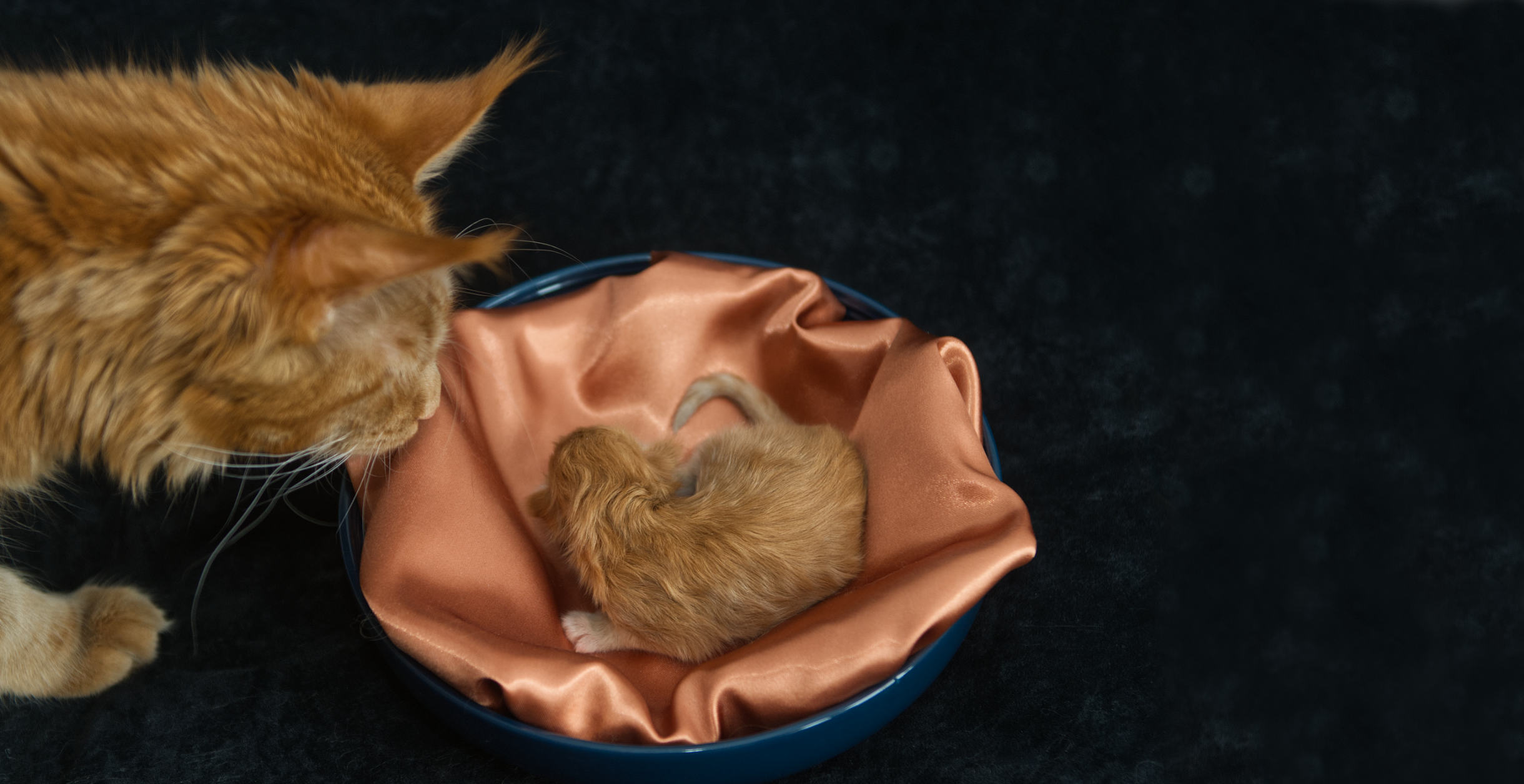 DLuxxy Maine Coon Amber is investigating a new kitten