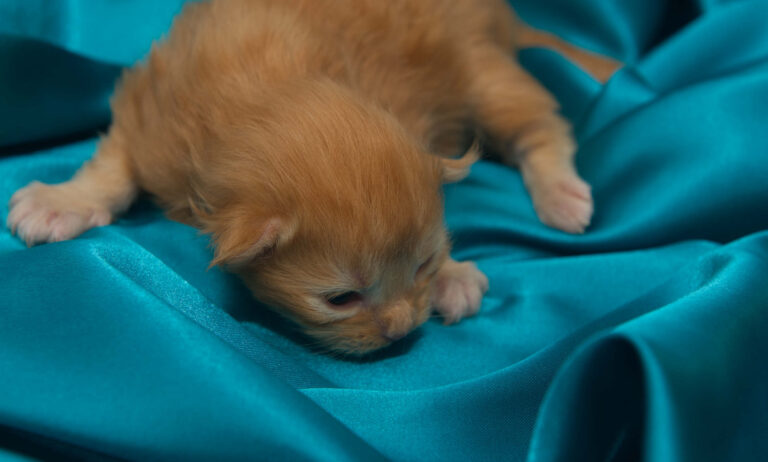 DLuxxy's The Easter Lights kitten