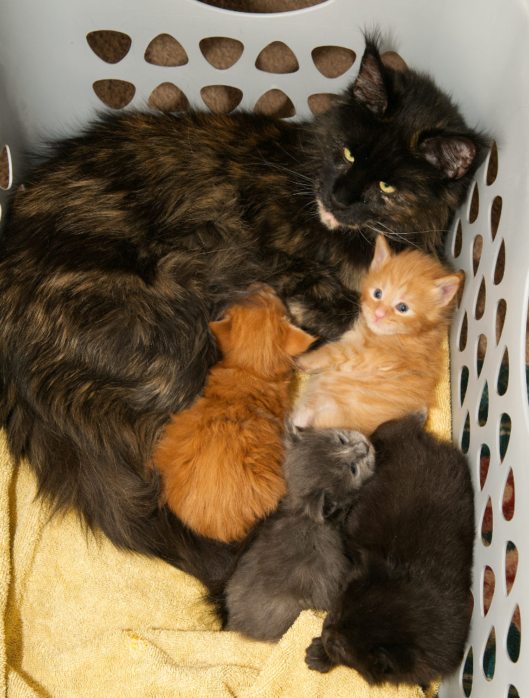 DLuxxy's Onyx and The Golden Dawn Litter
