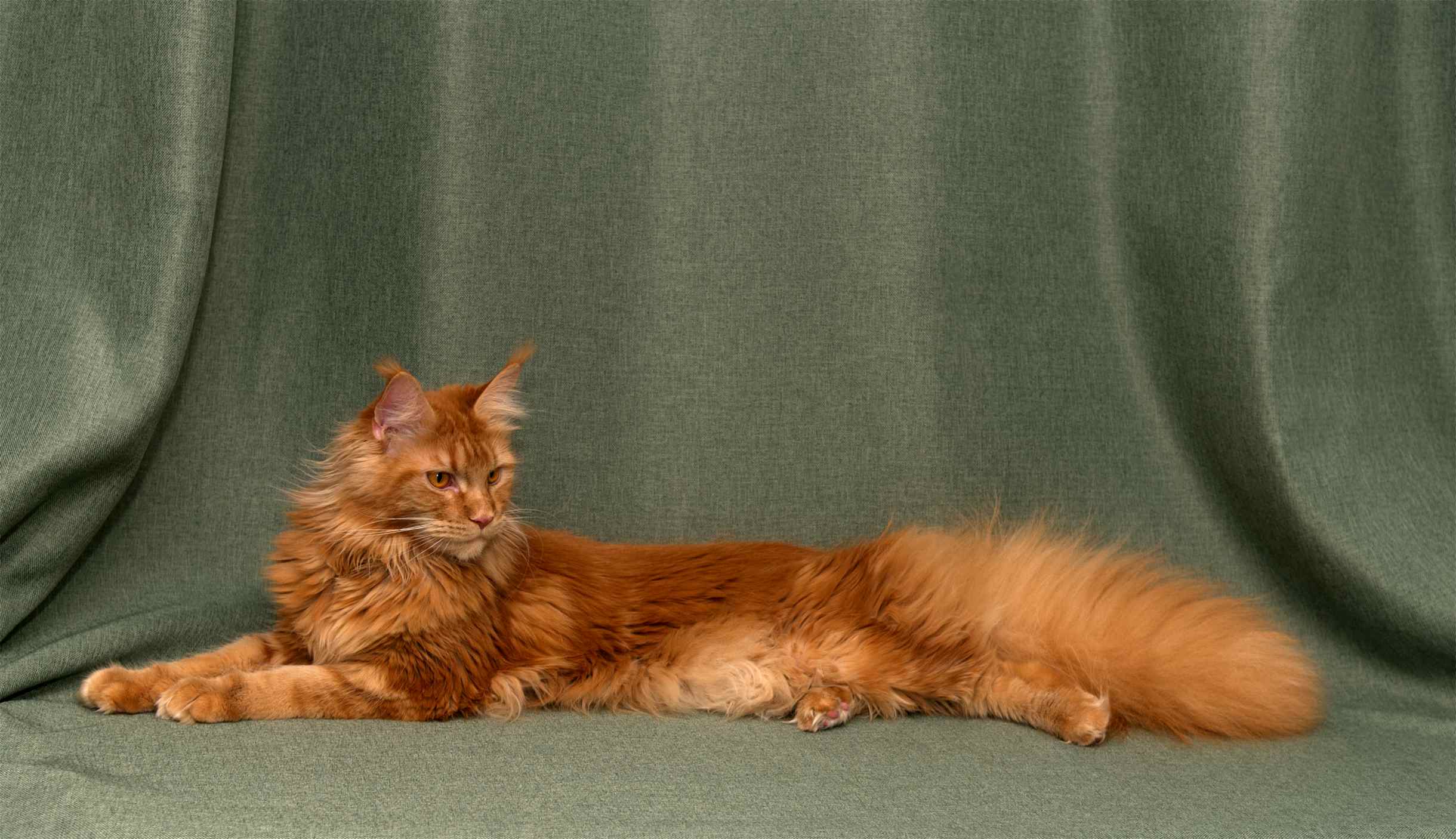 DLuxxy Maine Coon Tuffen