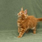 DLuxxy's Maine Coon kitten Gunner