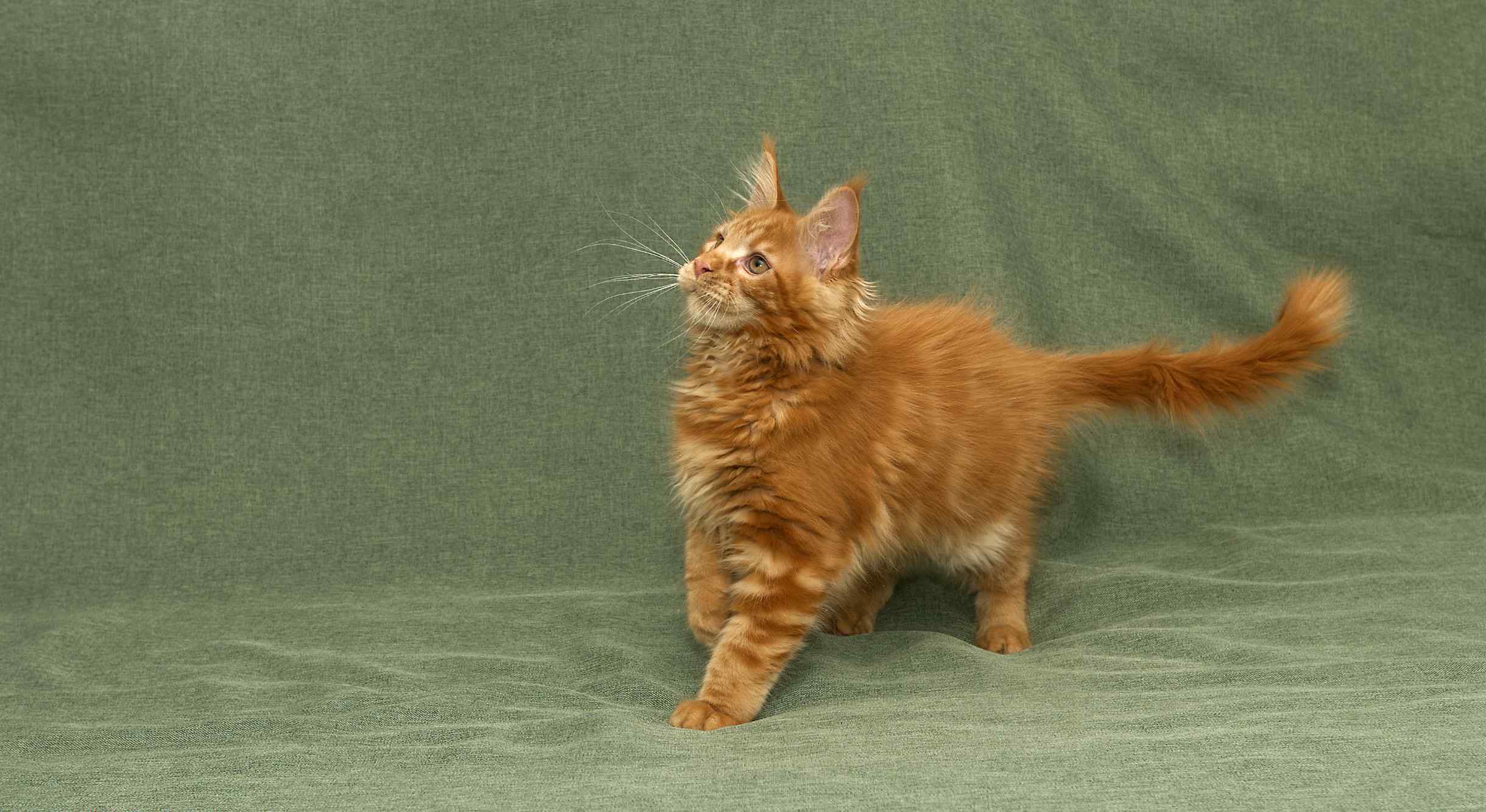 DLuxxy's Maine Coon kitten Gunner