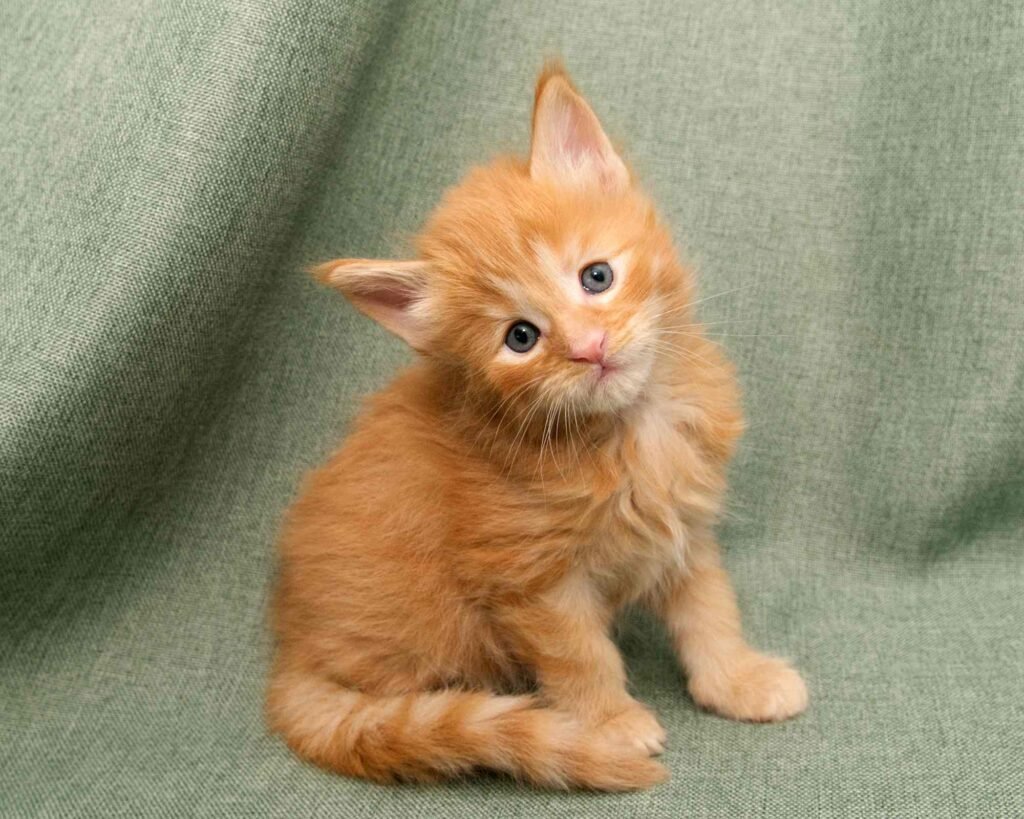 Maine Coon kitten of DLuxxy