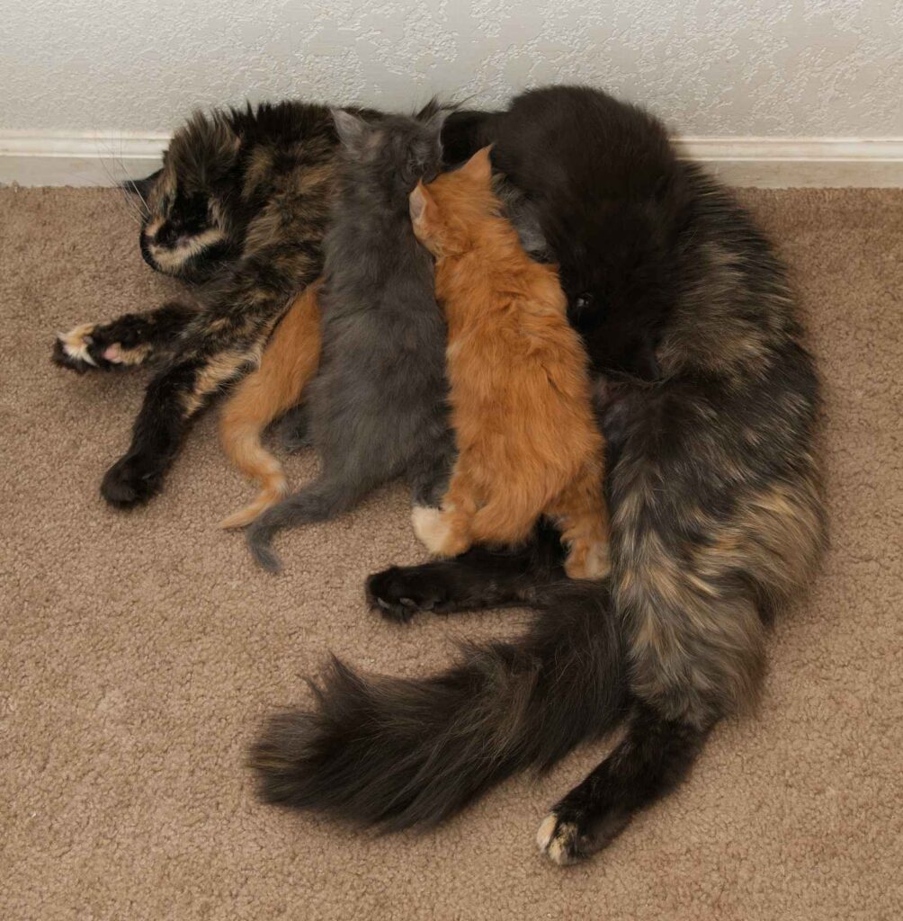 The Golden Dawn Litter with Onyx feeding