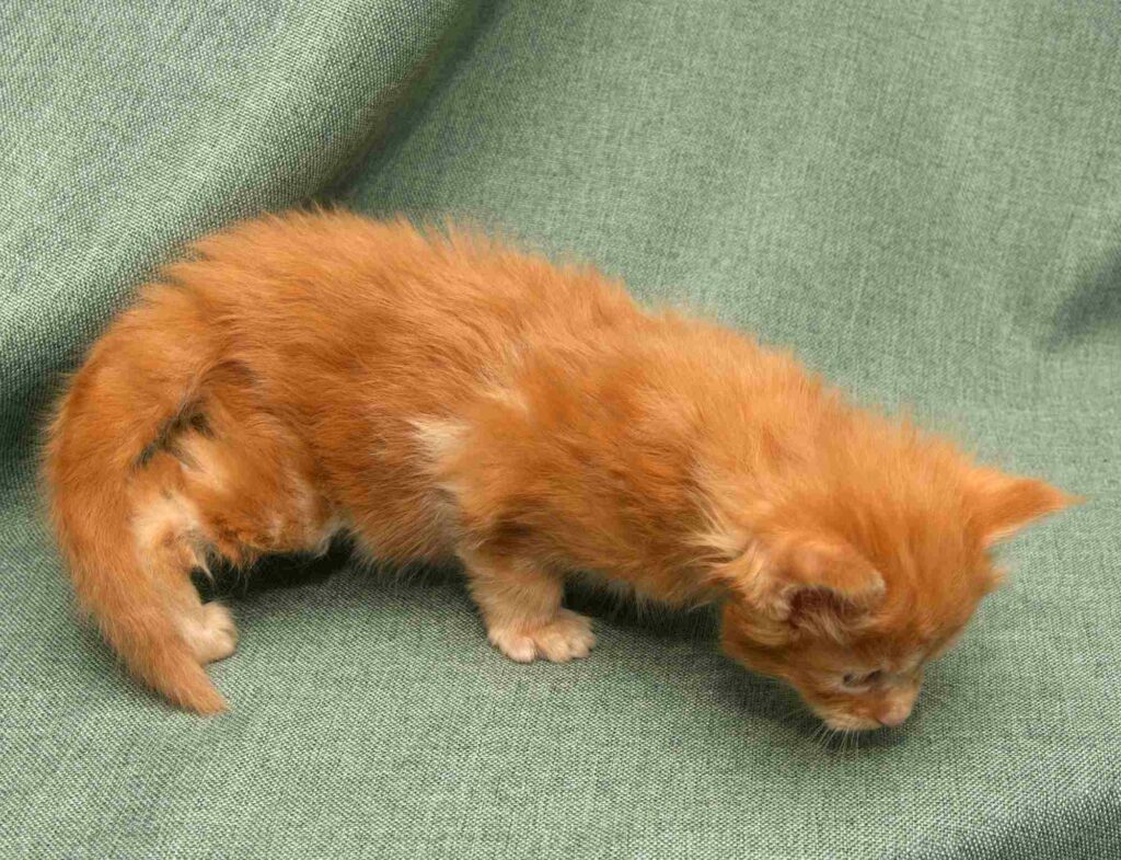 DLuxxy Maine Coon kitten Ruby at four weeks