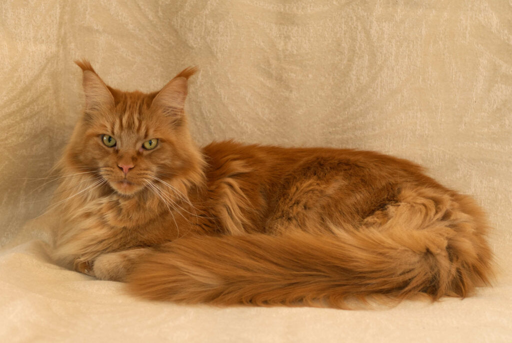 DLuxxy Maine Coon Umay