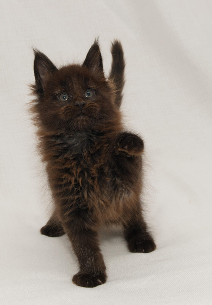 DLuxxy Chocolate Maine Coon male kitten Grizzly