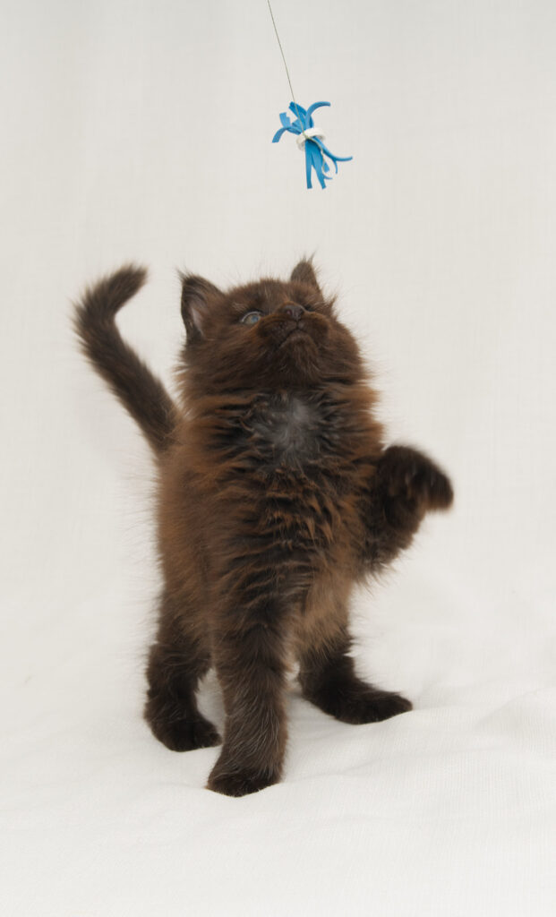 DLuxxy Chocolate Maine Coon male kitten Grizzly