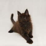 DLuxxy Maine Coon kitten solid chocolate