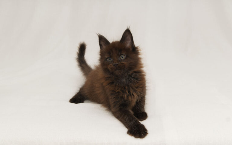DLuxxy Maine Coon kitten solid chocolate