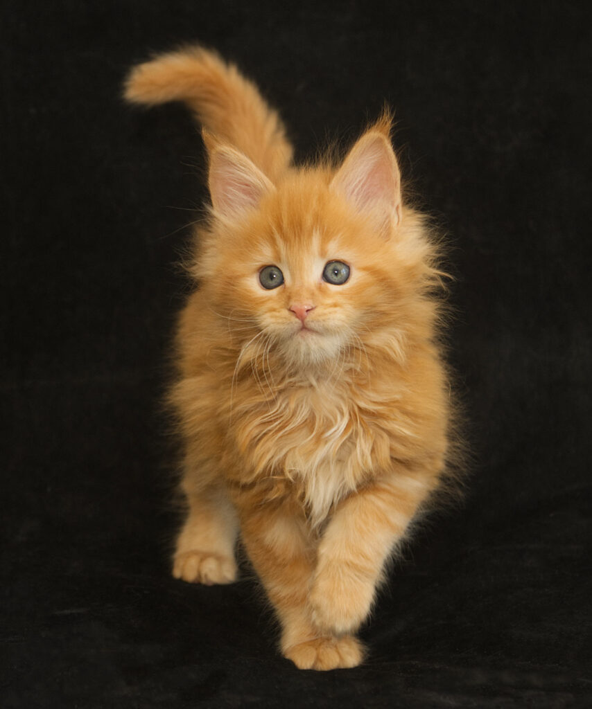 DLuxxy orange Maine Coon kitten, Radiant