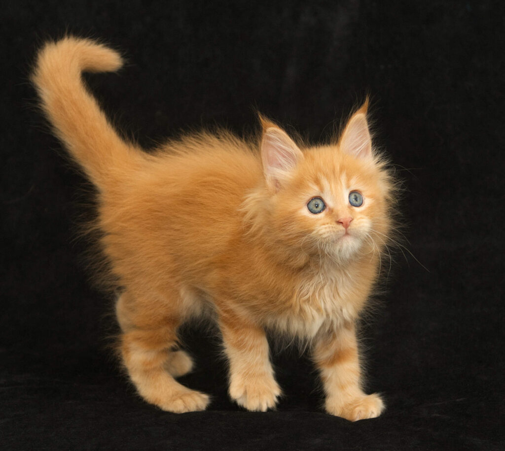 DLuxxy orange Maine Coon kitten Sunny