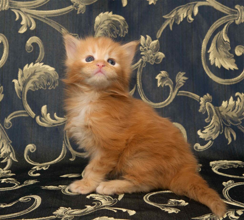 DLuxxy orange Maine Coon kitten, The Easter Lights Litter