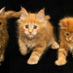 DLuxxy's Easter Lights Litter - Orange Maine Coon kittens