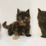 DLuxxy Maine Coon kittens The May Flowers Litter