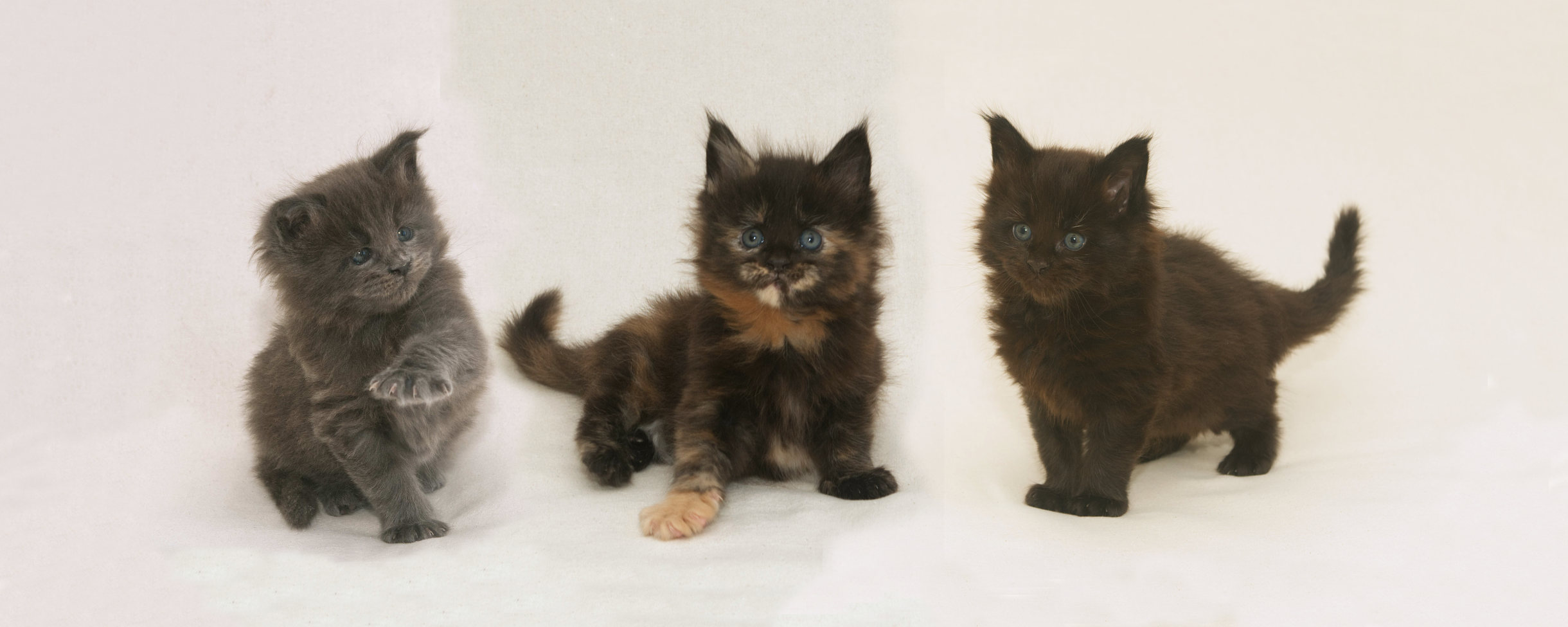 DLuxxy Maine Coon kittens The May Flowers Litter