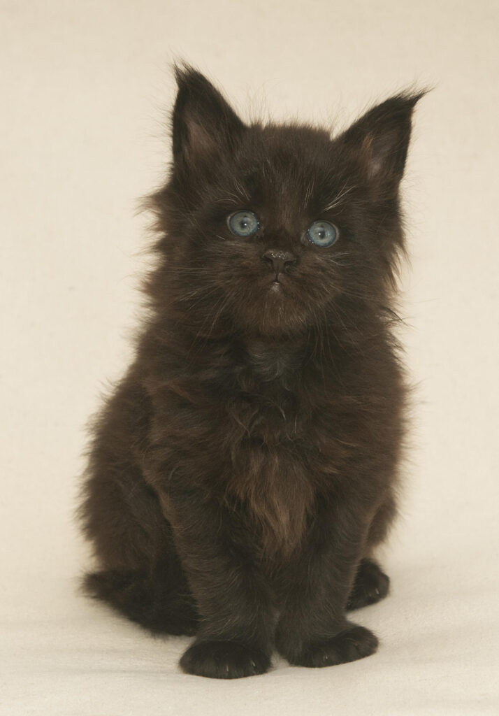 DLuxxy Maine Coon Jasmine