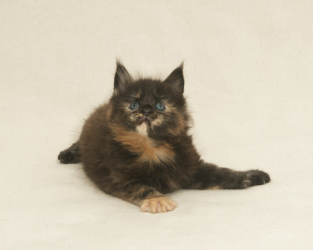 DLuxxy Maine Coon kitten Lily