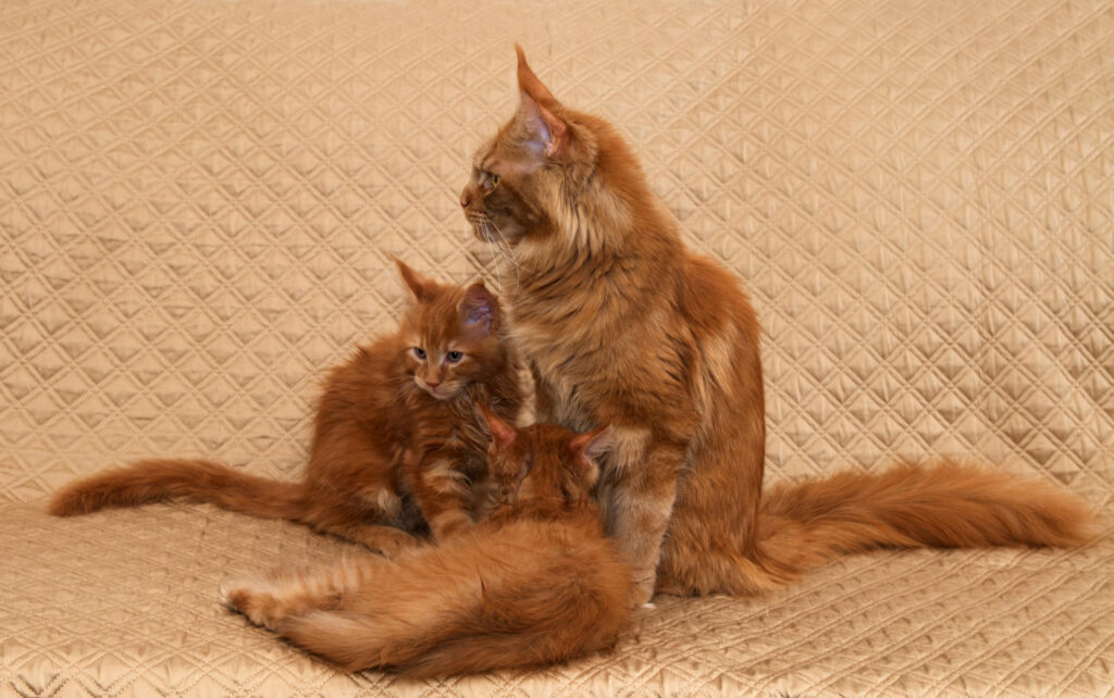 Umay with Kittens at DLuxxy