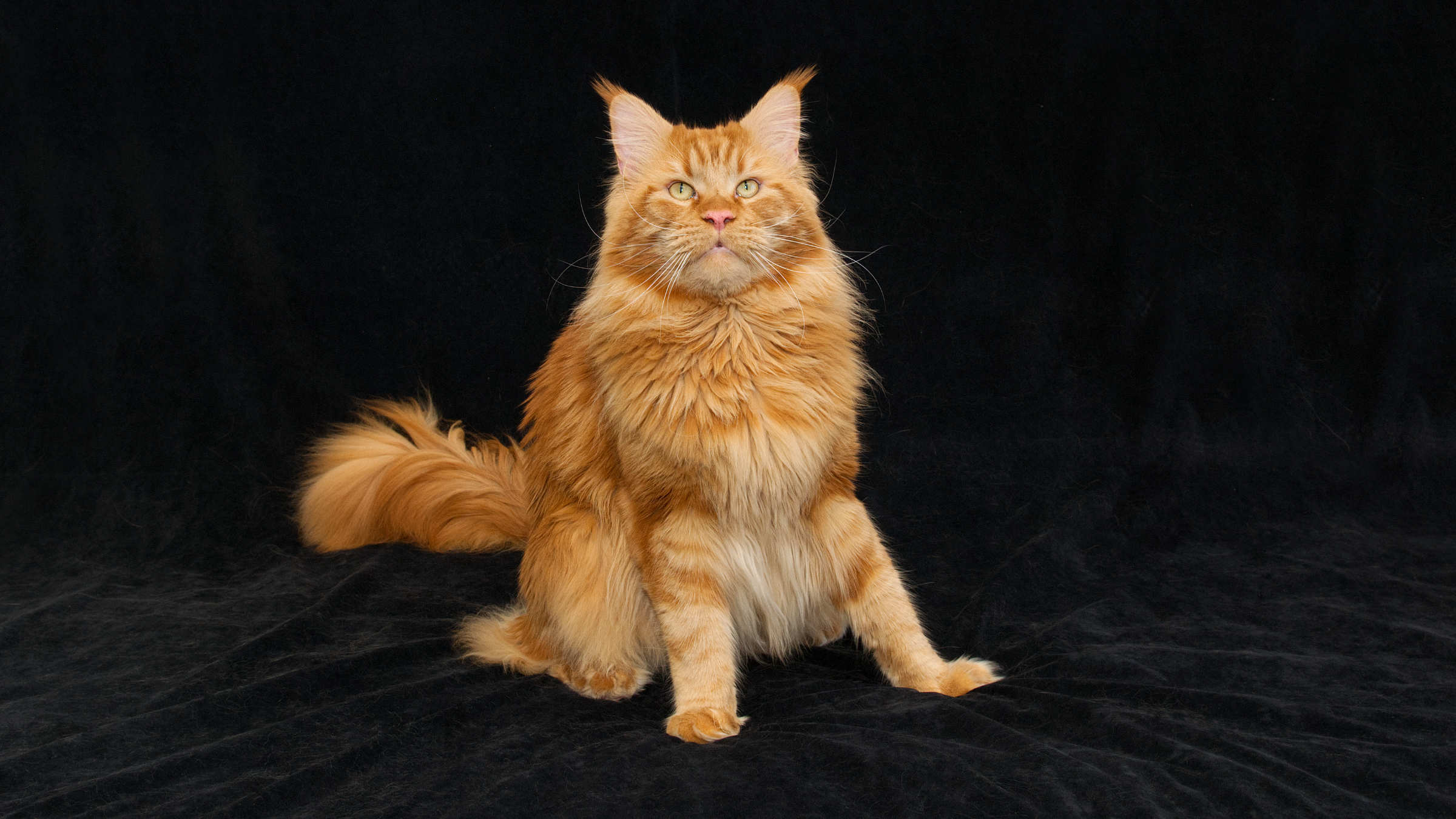 DLuxxy Red Classic Tabby Maine Coon Sorbus