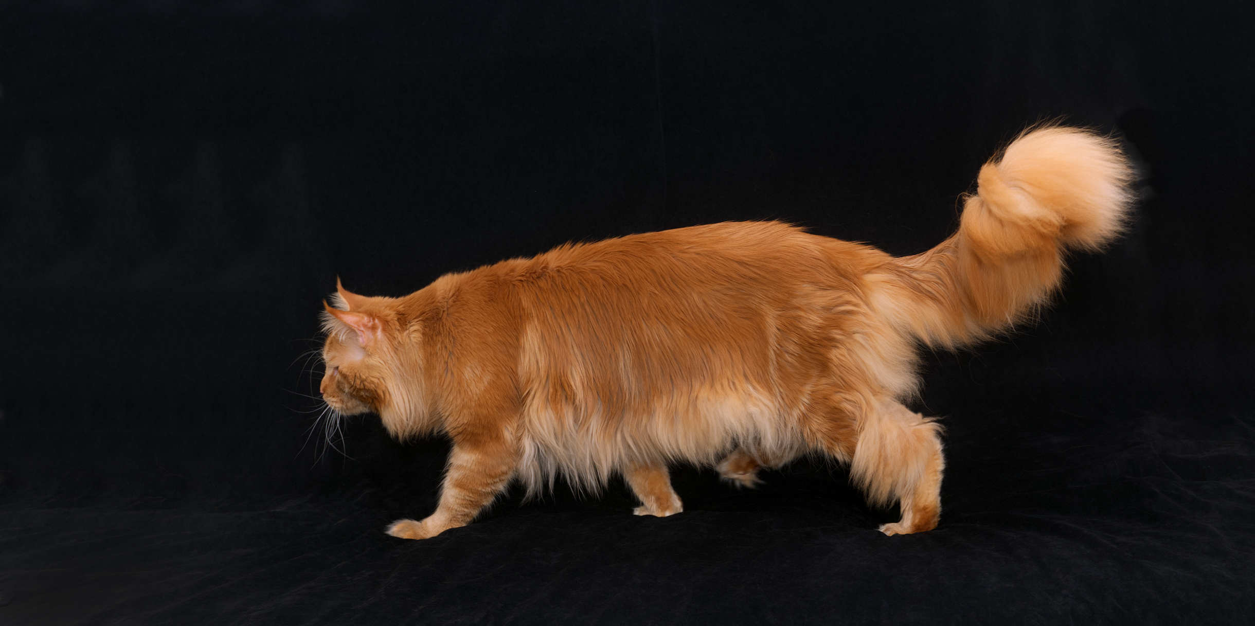 Sorbus, the DLuxxy Sire