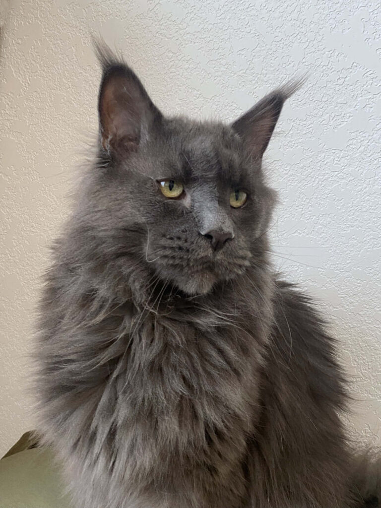 Nimbus, blue Maine Coon at DLuxxy