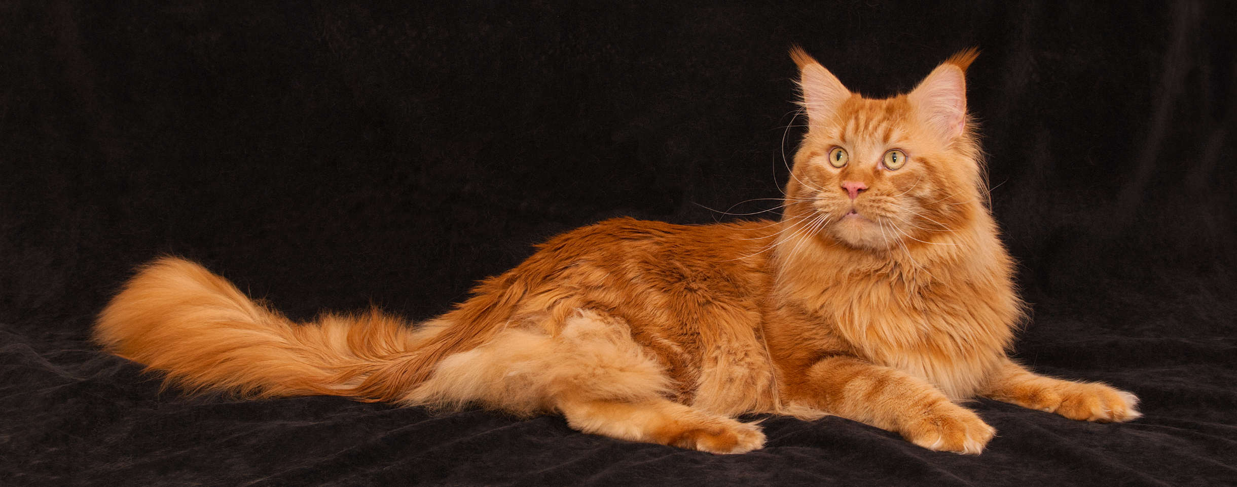 DLuxxy Maine Coon Sorbus