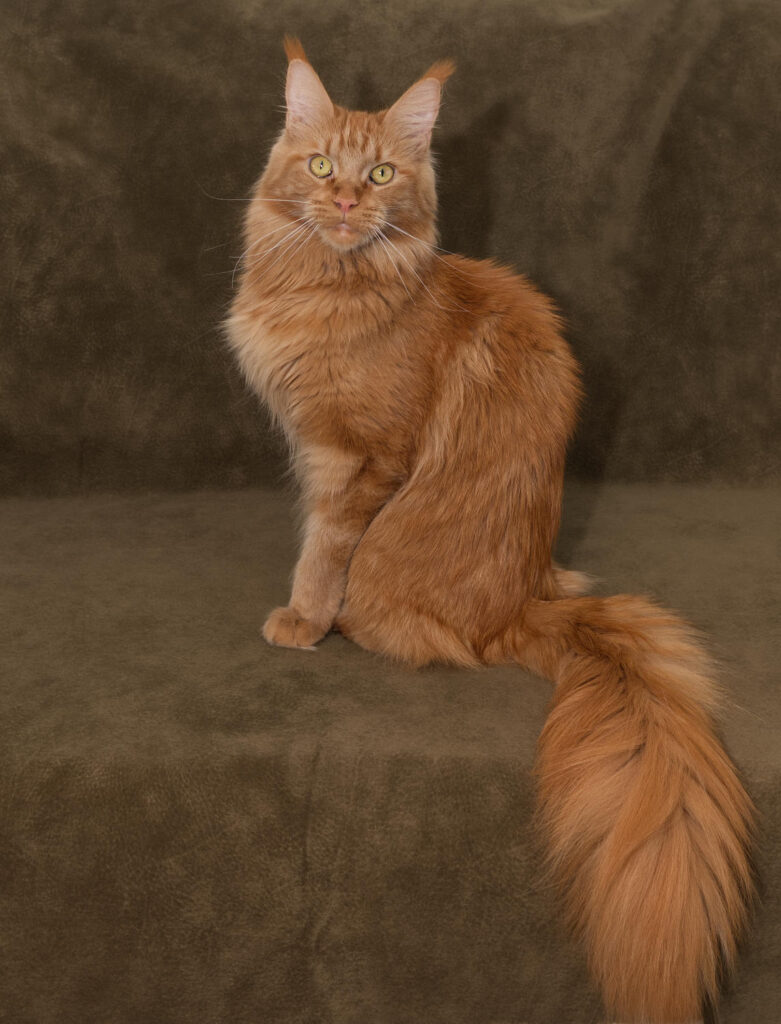 Umay: Maine Coon at DLuxxy