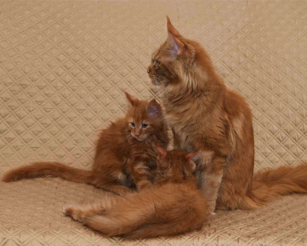 DLuxxy's Maine Coon mom with kittens