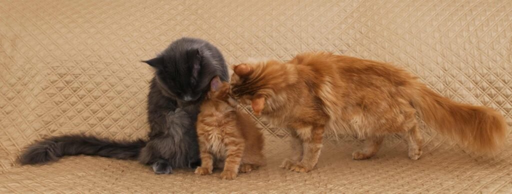DLuxxy's Umay & Nimbus with a kitten