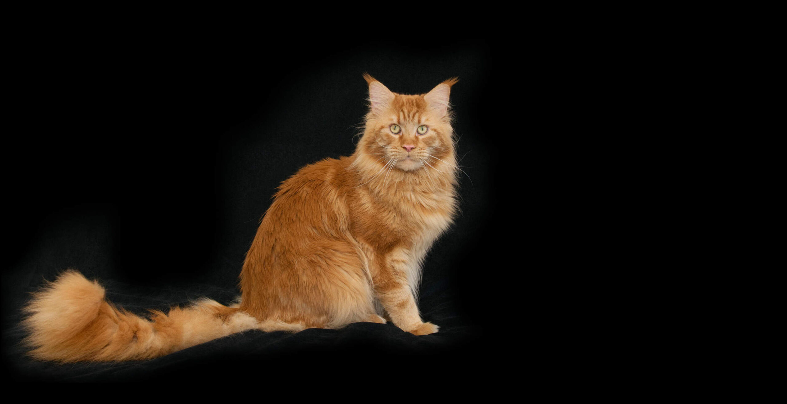 Fel d 1 Cat Allergen causes 90-95% of cat allergies