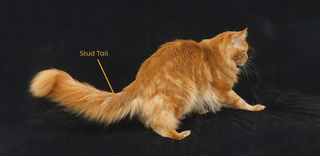 Fel d 1 Cat Allergen is secreted in the stud tail region illustrated by DLuxxy Maine Coon Sorbus