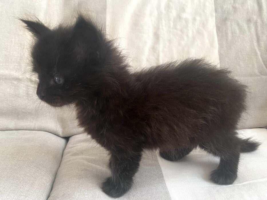 Maine Coon kitten Leni at DLuxxy at almost 5 weeks.