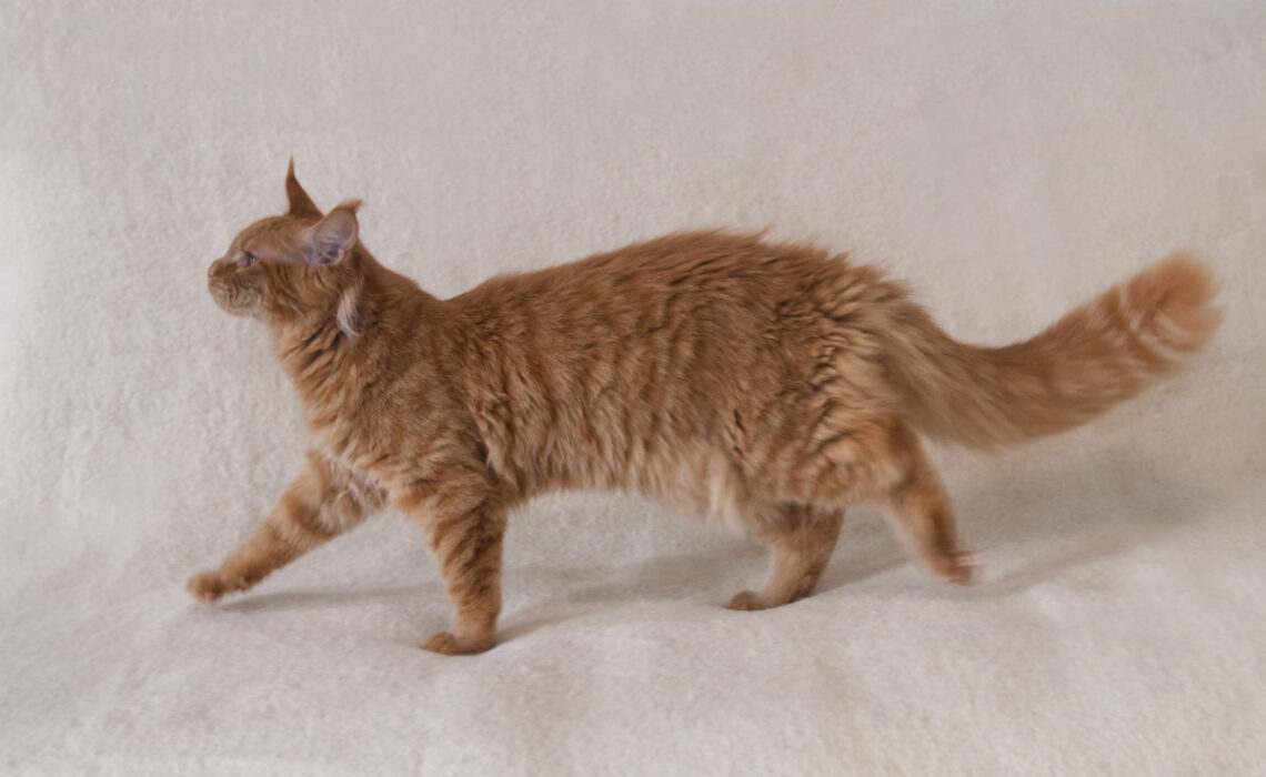 DLuxxy Maine Coon Aurum has an incredible tail