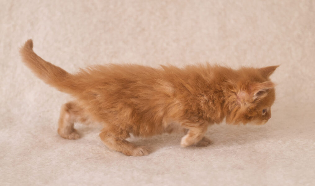 DLuxxy Red Maine Coon kitten Gunner