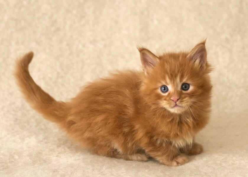 DLuxxy Red Maine Coon kitten Gunner